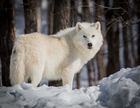 lobo blanco-1